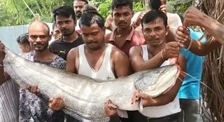 বিশাল বোয়াল মাছ