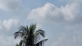 নতুন করে নিম্নচাপের সম্ভাবনা বঙ্গোপসাগরে, বৃহস্পতি-শুক্র ভারী বৃষ্টির সম্ভাবনা গাঙ্গেয় পশ্চিমবঙ্গে