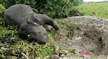খালি জমিতে পড়ে আছে মরা হাতি! পাশে খোঁড়া বিশাল কবর! বাড়ছে রহস্য খালি জমিতে পড়ে আছে মরা হাতি! পাশে খোঁড়া বিশাল কবর! বাড়ছে রহস্য