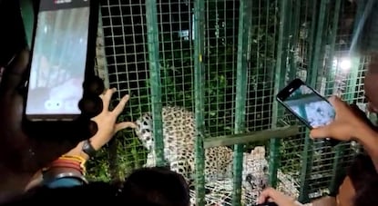 খাঁচাবন্দি  চিতা