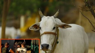 সামশেরগঞ্জে গরু পাচার করতে গিয়ে গ্রেফতার একজন 