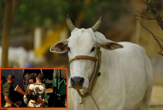 সামশেরগঞ্জে গরু পাচার করতে গিয়ে গ্রেফতার একজন সামশেরগঞ্জে গরু পাচার করতে গিয়ে গ্রেফতার একজন