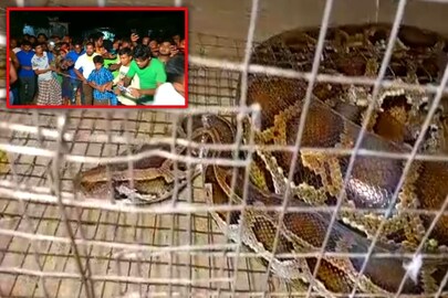 উদ্ধার হওয়া সাপ