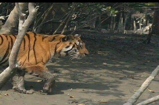 বাঘে তুলে নিয়ে গেল মৎস্যজীবীকে