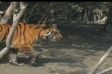 চরম দারিদ্র্য! স্ত্রী-র সঙ্গে কাঁকড়া ধরতে গিয়েছিলেন, নিঃশব্দে এল বাঘ, তারপর... চরম দারিদ্র্য! স্ত্রী-র সঙ্গে কাঁকড়া ধরতে গিয়েছিলেন, নিঃশব্দে এল বাঘ, তারপর...