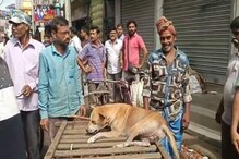 পথপুকুরদের বন্ধ্যাত্বকরণ নিয়ে উত্তেজনা তারকেশ্বরে পথপুকুরদের বন্ধ্যাত্বকরণ নিয়ে উত্তেজনা তারকেশ্বরে