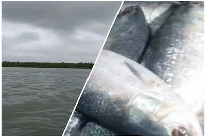  শুরু হল ইলশেগুড়ি, মৎস‍্যজীবীদের জালে পড়তে চলেছে ইলিশ
