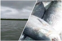 ইলশেগুড়ি বৃষ্টির সঙ্গে ফিরছে ইলিশ মাছ! আশায় মৎস্যজীবীরা ইলশেগুড়ি বৃষ্টির সঙ্গে ফিরছে ইলিশ মাছ! আশায় মৎস্যজীবীরা
