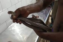 সাপ নিয়ে হাসপাতালে! চিকিৎসকদের চক্ষু ছানাবড়া
