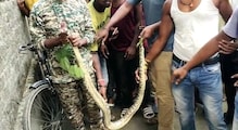 কালচিনি চা বাগানের গুদামলাইন থেকে উদ্ধার হল বিশালাকার অজগর, দেখে নিন কালচিনি চা বাগানের গুদামলাইন থেকে উদ্ধার হল বিশালাকার অজগর, দেখে নিন
