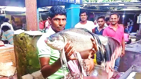 বিরল