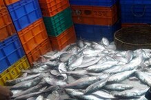 বাজারে এল ২০০ টন ইলিশ, একধাক্কায় অনেকটা কমল দাম, বেজায় খুশি মধ্যবিত্ত বাজারে এল ২০০ টন ইলিশ, একধাক্কায় অনেকটা কমল দাম, বেজায় খুশি মধ্যবিত্ত