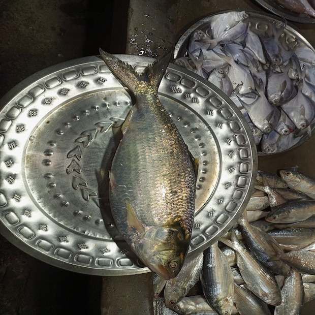ইলিশের চাহিদা থাকলেও সেভাবে মৎসাজীবীদের জালে ধরা পড়ছে না রুপোলি ফসল। তার ফলে চড়া দামেই বিক্রি হচ্ছে ইলিশ, হাওড়া জেলার উলুবেড়িয়া শ্যমাপুরের মৎস্যজীবীরা সারা বছরের খরা কাটিয়ে বর্ষায় ইলিশের আশাতেই দিন গোনেন। (রিপোর্ট-- রাকেশ মাইতি)