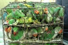 পাচারের আগেই উদ্ধার লক্ষ লক্ষ টাকার বিদেশি পাখি, গ্রেফতার ১ পাচারের আগেই উদ্ধার লক্ষ লক্ষ টাকার বিদেশি পাখি, গ্রেফতার ১