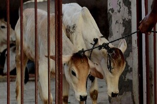 গায়েব সাত-সাতটি গরু
