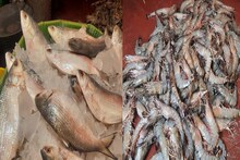 ডার্বি স্পেশ্যাল লড়াই শুরু ইলিশ-চিংড়ির! বাজারের 'খেলাতে' টানটান উত্তেজনা