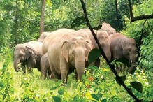 ঝাড়গ্রামে হাতির হানায় মৃত ৩, শহরে ঢুকেই তান্ডবলীলা দাঁতালদের! ভয়ঙ্কর অবস্থা ঝাড়গ্রামে হাতির হানায় মৃত ৩, শহরে ঢুকেই তান্ডবলীলা দাঁতালদের! ভয়ঙ্কর অবস্থা