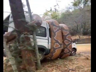Giant Snake Viral Video