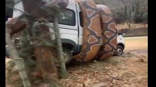 Giant Snake Viral Video