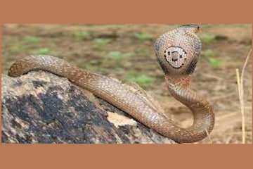 Snake : বৃষ্টি থেকে বাঁচতে গোখরো আশ্রয় নিয়েছিল বিছানার নিচে! তারপর... Snake : বৃষ্টি থেকে বাঁচতে গোখরো আশ্রয় নিয়েছিল বিছানার নিচে! তারপর...