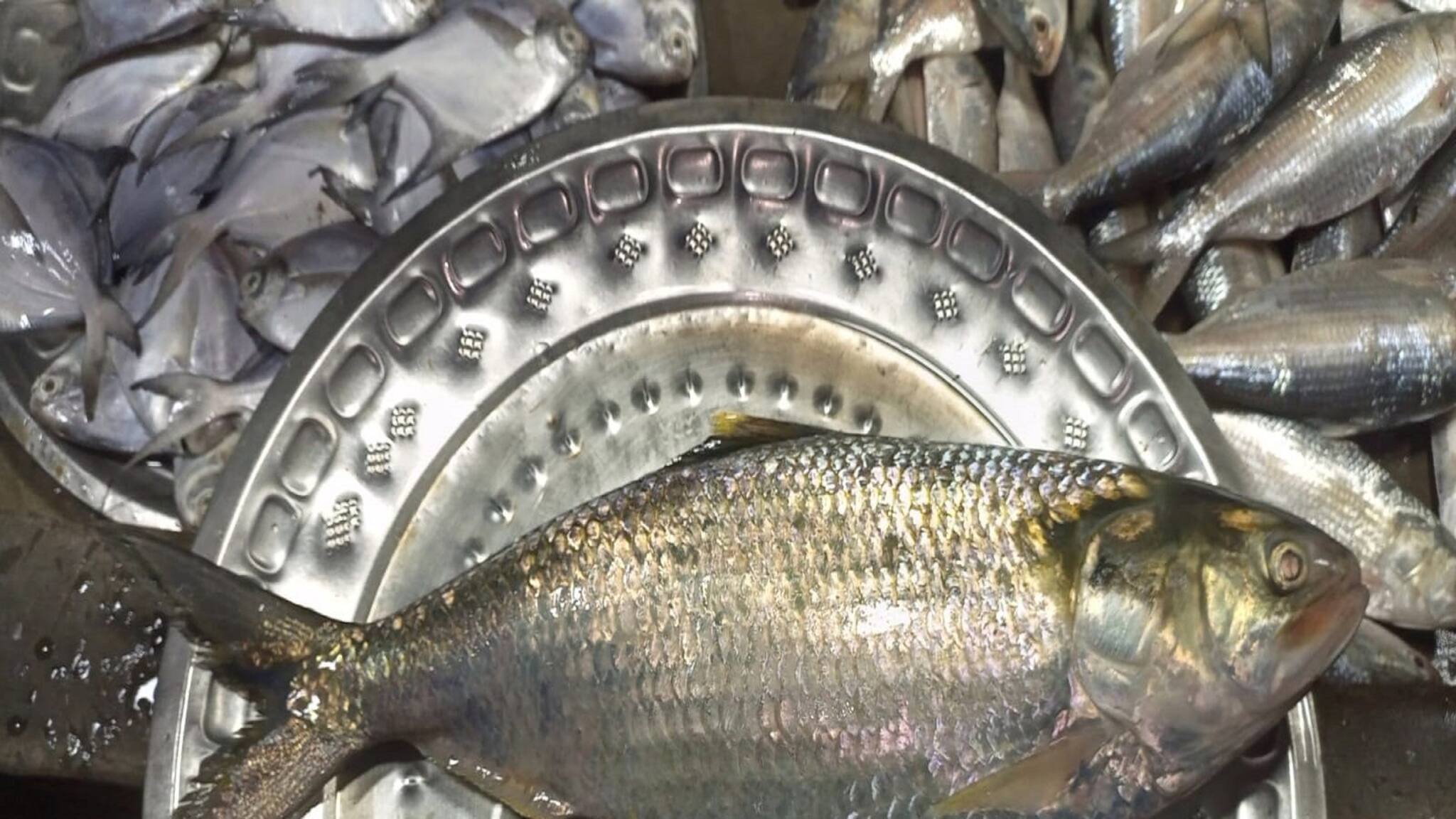 Howrah News: উলুবেড়িয়ায় মৎস্যজীবীর জালে উঠল বিশাল ইলিশ, দাম ৮০০০ টাকা!