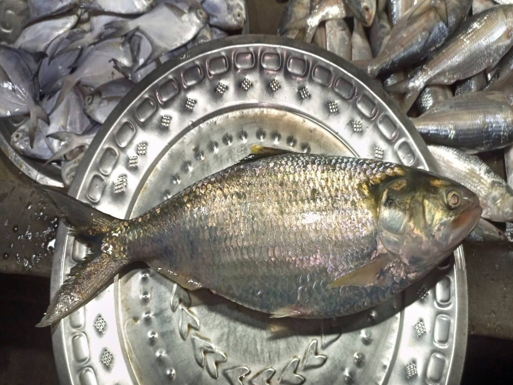 Howrah News: উলুবেড়িয়ায় মৎস্যজীবীর জালে উঠল বিশাল ইলিশ, দাম ৮০০০ টাকা!