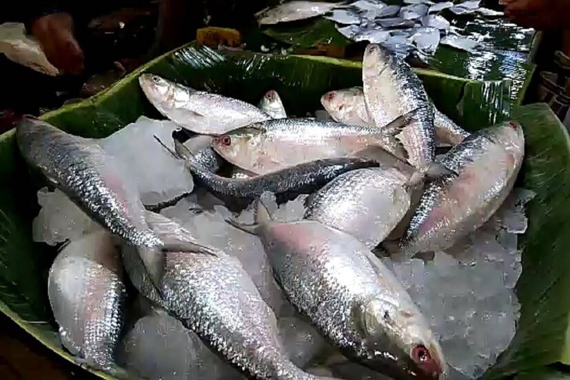 সমুদ্রে ভাল ইলিশের আশায় এবার দক্ষিণ ২৪ পরগনার কাকদ্বীপ মৎস্য বন্দরে ধুমধাম করে গঙ্গাপুজোর আয়োজন করলেন কাকদ্বীপের ট্রলারের মাঝি, মালিক ও মৎস্যজীবীরা। 
