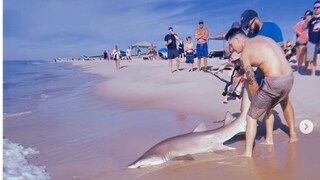 অনায়াসে লেজ ধরে বশে এনেছেন করালদংষ্ট্রা এক হাঙরকে অনায়াসে লেজ ধরে বশে এনেছেন করালদংষ্ট্রা এক হাঙরকে