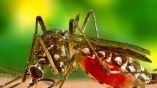 পূর্ব বর্ধমান জেলায় জুন মাসে একসঙ্গে ৩৪ জন ডেঙ্গি আক্রান্তের খোঁজ মিলেছিল