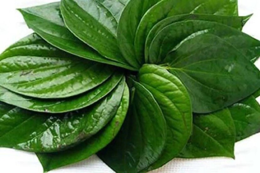 মকর বা ক্যাপ্রিকর্ন রাশির জাতক জাতিকারা গোপালের ভোগে দিন পানপাতা৷ আপনার ভাগ্য সুপ্রসন্ন হবে
