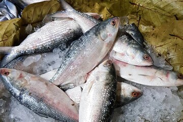 সারা মরশুম ভাল ইলিশ জালে পড়ার প্রার্থনায় গঙ্গাপুজো মাঝি ও মৎস্যজীবীদের