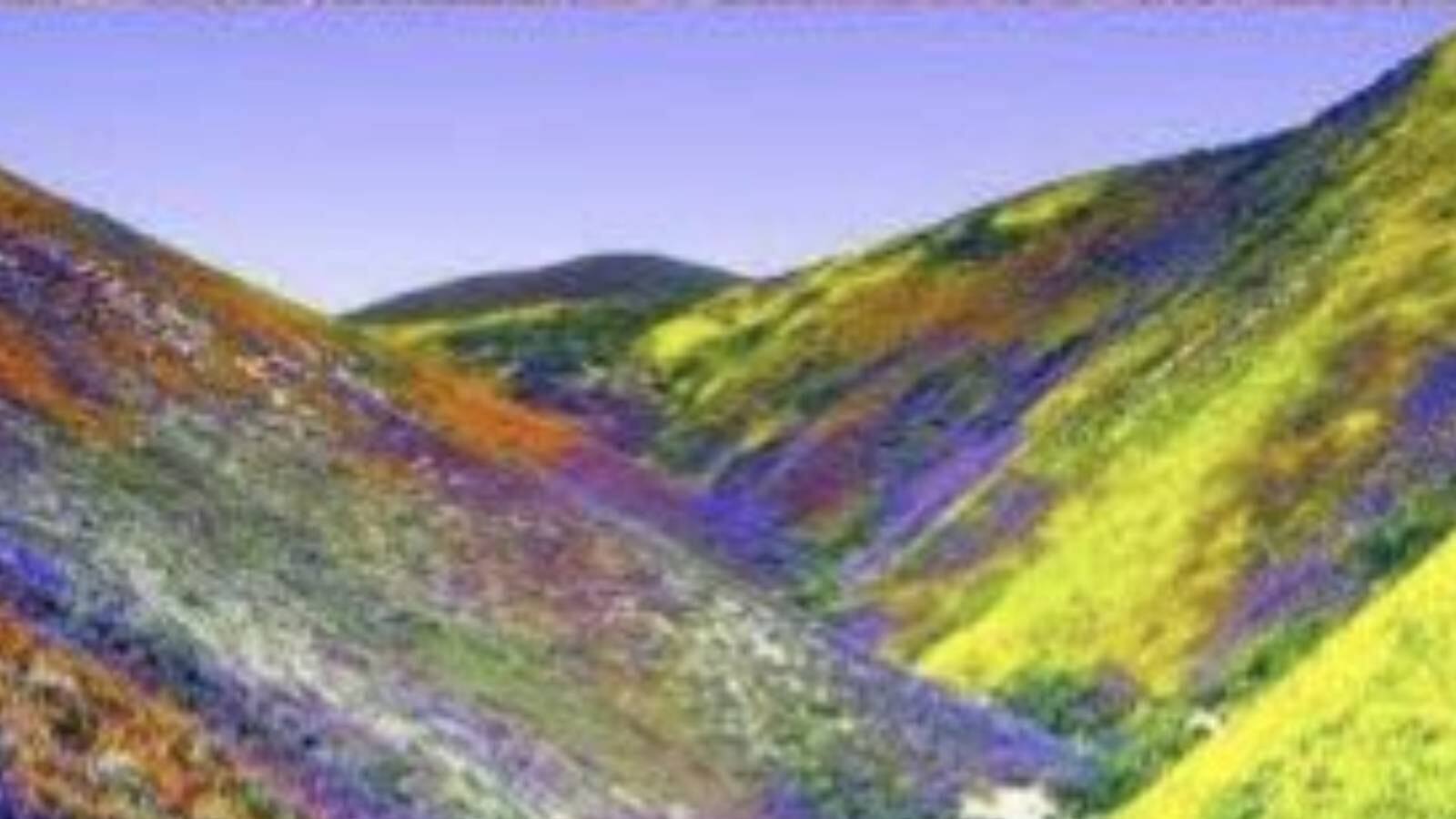 বিশ্বের শুষ্কতম মরু চিলির আটাকামায় রংবাহারি ফুলের মেলা, দেখুন প্রকৃতির বিস্ময়