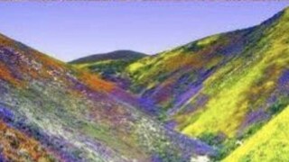 শুষ্ক জনবিরল মরুভূমিই জেগে ওঠে রংবাহারি ফুলের সাজে শুষ্ক জনবিরল মরুভূমিই জেগে ওঠে রংবাহারি ফুলের সাজে