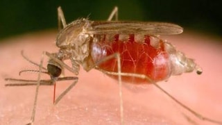 রাজ্যে ম্যালেরিয়ার বাড়বাড়ন্ত  নিয়ে উদ্বিগ্ন কেন্দ্রীয় স্বাস্থ্য দফতরও