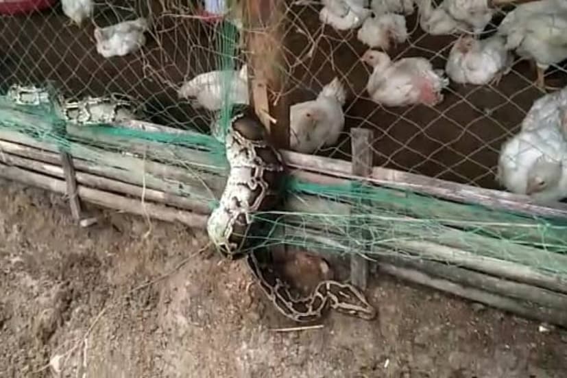 মুরগি খেতে এসে জালে আটকা পড়ল ১১ ফুট লম্বা অজগর । এই ঘটনায় চাঞ্চল্য ধূপগুড়ি ব্লকের নিরঞ্জন পাঠ গ্রামের শিল্পী পাড়া এলাকায়। (প্রতিবেদন : রকি চৌধুরী)
