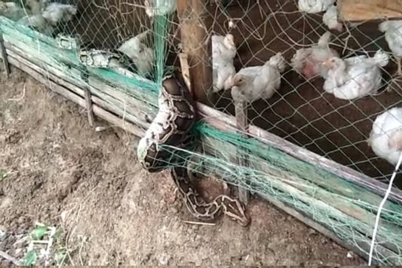 বুধবার সকালবেলা মুরগি ফার্মের মালিক তপন রায় পোল্ট্রির মুরগি দেখার জন্য খামারে গেলে প্রথম তার নজরে আসে সাপটি । দেখেন, ফার্মের ভেতরে জালের মধ্যে আটকে রয়েছে প্রায় ১১ ফুট লম্বা পাইথন। 