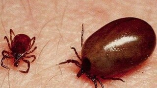 রোগের সংক্রমণ থেকে বাঁচতে নির্দেশিকা জারি করেছে রাজ্য সরকার রোগের সংক্রমণ থেকে বাঁচতে নির্দেশিকা জারি করেছে রাজ্য সরকার