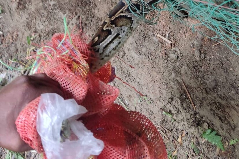 প্রাথমিকভাবে অনুমান করা হচ্ছে পাশের সোনাখালি জঙ্গল থেকেই বেরিয়ে ছিল পাইথনটি । কিছুদিন আগেই পাশের মল্লিকশোভা গ্রাম থেকে একটি অজগর সাপ উদ্ধার করেন বনকর্মীরা । 