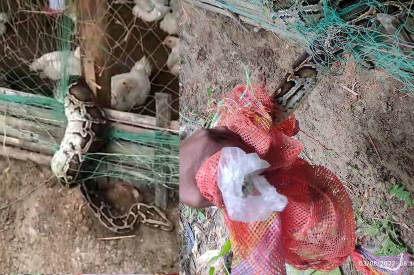 মাঝে মধ্যেই লোকালয়ে অজগর ঢুকে পড়ায় আতঙ্ক ছড়িয়েছে। সাপটিকে উদ্ধারের পর সোনাখালি জঙ্গলে নিয়ে গিয়ে বনকর্মীরা ছেড়ে দেন বলে বন দফতর সূত্রে জানানো হয়েছে।