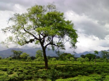 রাজনৈতিক মহলের মতে, খারাপ ফলের কারণ দুর্বল সংগঠন