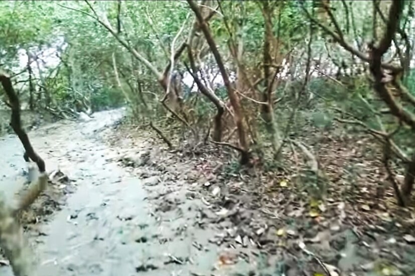 মাত্র পাঁচ থেকে দশ টাকার বিনিময়ে ভ্রমণ করে নিতে পারেন এই মিনি সুন্দরবন। সেখানেই একটি সরু ব্রিজ চলে গিয়েছে গোলপাতার জঙ্গলের মধ্যে দিয়ে। শেষে রয়েছে একটি বিশ্রাম স্থল। চারিদিক শান্ত এবং ম্যানগ্রোভ অরণ্যে ভরা।