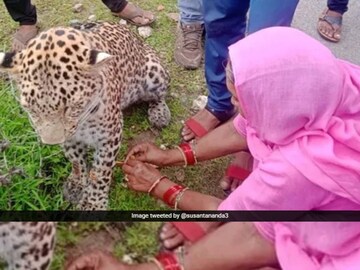 আহত লেপার্ড বা চিতাবাঘের পায়ে রাখি পরিয়ে দিলেন ওই বধূ