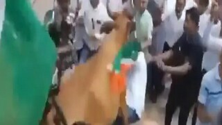  Cow Attacks Nitin Patel