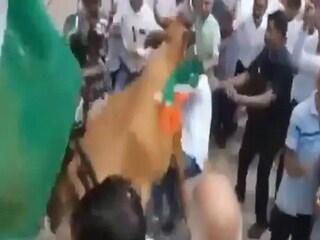 Cow Attacks Nitin Patel