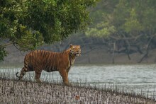 সুন্দরবন এবার নতুন জেলা! এতে কী সুবিধা হবে সেখানকার মানুষের? জানুন