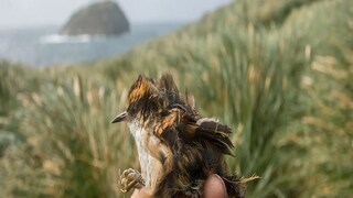 Subantarctic rayadito Subantarctic rayadito