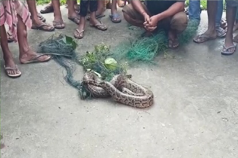 *রথীন্দ্রনাথ রায়ের বাড়িতে সকাল থেকেই এলাকাবাসীদের ভীড় লক্ষ্য করা যায়। অজগরের খোঁজ পেতে ধুলাগাঁওয়ের পাশের এলাকা থেকেও মানুষ ভিড় জমান। রথীন্দ্রনাথ রায় পেশায় একজন জেলে। মাছ ধরার জাল তার বাড়িতে মজুত থাকে সবসময়। এই মাছের জালে বিশালাকার অজগর জড়িয়ে যাবে তা তার জানা ছিল না।