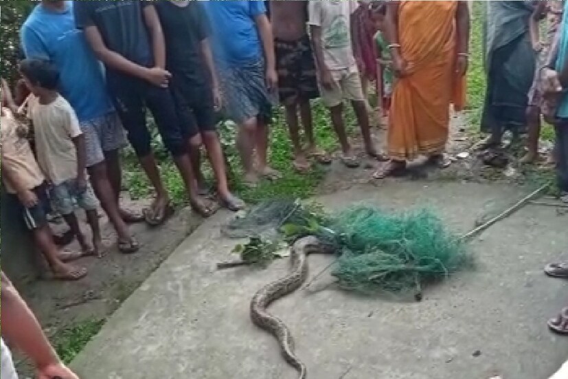 *সকালে ঘুম থেকে উঠে যে যার কাজে ব্যস্ত হবেন সেই সময়ে রথীন্দ্রনাথ রায় তাঁর ছেলের বৌয়ের চিৎকার শুনতে পান। দৌড়ে উঠোনে গিয়ে দেখেন মাছের জালে আটকে রয়েছে বিশালাকারের অজগর। খবর চাউর হতে এলাকাবাসীরা সেস্থানে চলে আসে।