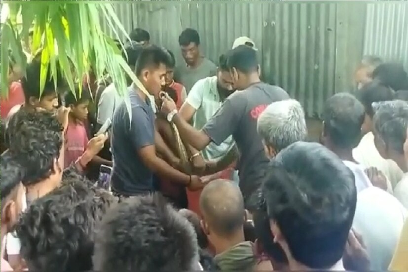 *খবর পেয়ে মাদারিহাট রেঞ্জের বনকর্মীরা ঘটনাস্থলে পৌঁছয়। এরপরই ভিড় সরানোর কাজে তারা হাত লাগান। পরবর্তীতে অজগরটি উদ্ধার করে তারা নিয়ে যান। জানা গিয়েছে অজগরটি আট ফুট লম্বা। বনকর্মীদের অনুমান এলাকায় মুরগীর ফার্ম রয়েছে। এই মুরগি খাওয়ার লোভে অজগরটি এসেছিল। অজগরটি সুস্থ থাকলে এটিকে জঙ্গলে ছাড়া হবে।
