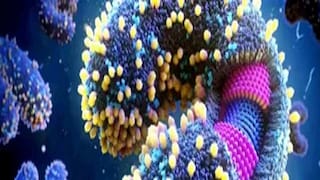 Zoonotic Langya Virus